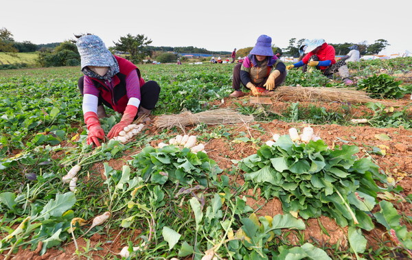 26일 태안읍 반곡리에서 농민들이 총각무를 수확하는 모습
