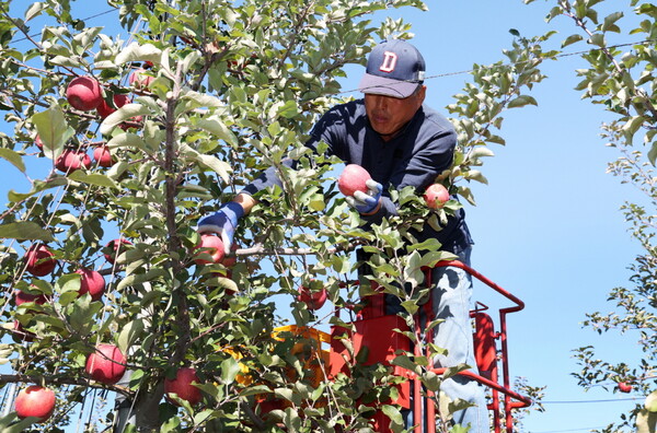 2일 태안읍 인평리의 사과농장에서 사과를 수확하는 모습