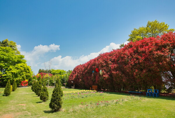 청산수목원 홍가시나무 모습(2022. 5. 2.).