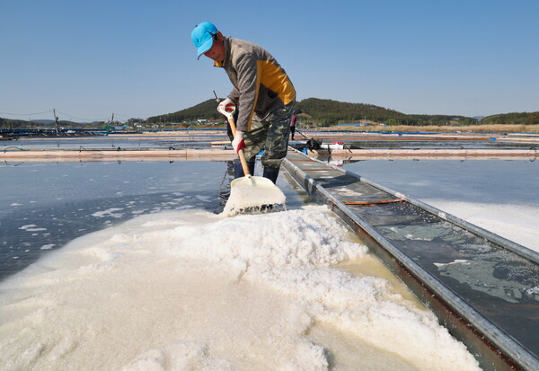1일 태안군 근흥면 마금리의 한 염전에서 송화소금을 생산하는 모습.