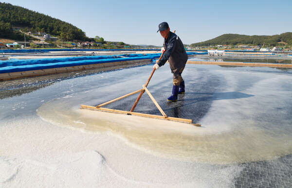 1일 태안군 근흥면 마금리의 한 염전에서 송화소금을 생산하는 모습.
