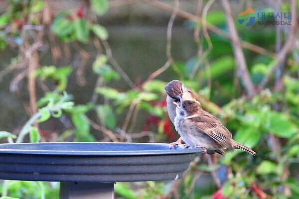 어미 참새가 아기 참새에게 먹이를 입에 넣어 주고 있다.