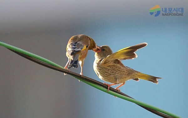 방울새도 참새와 같이 어미 새가 아기새에게 먹이를 입에 넣어 준다.