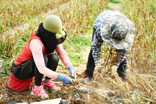 충남 서산시 운산면 소재 밭에서 지난 15일 농민들이 서산6쪽마늘을 수확하고 있다.