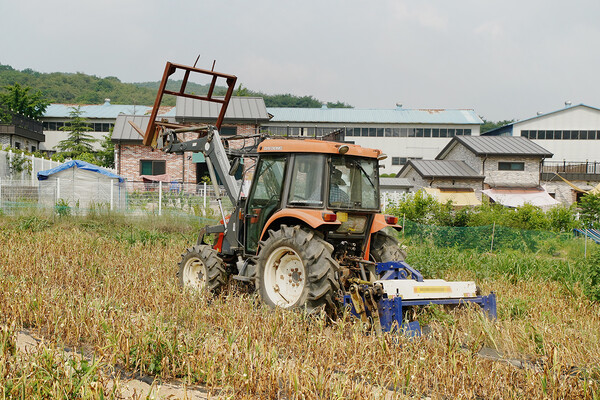 충남 서산시 운산면 소재 밭에서 지난 15일 농민들이 서산6쪽마늘을 수확하고 있다.이날 농민들은 약 700평의 밭에서 서산6쪽마늘을 수확했다.