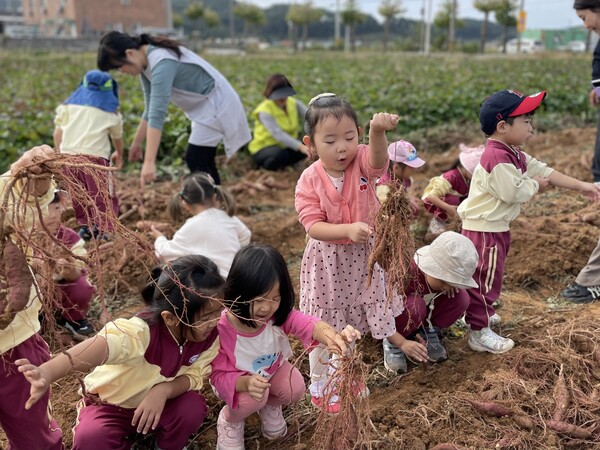 지난 11일 성연면 관내에서 진행된 ‘어린이 농촌체험학습’에서 어린이들이 고구마를 캐고 있다.